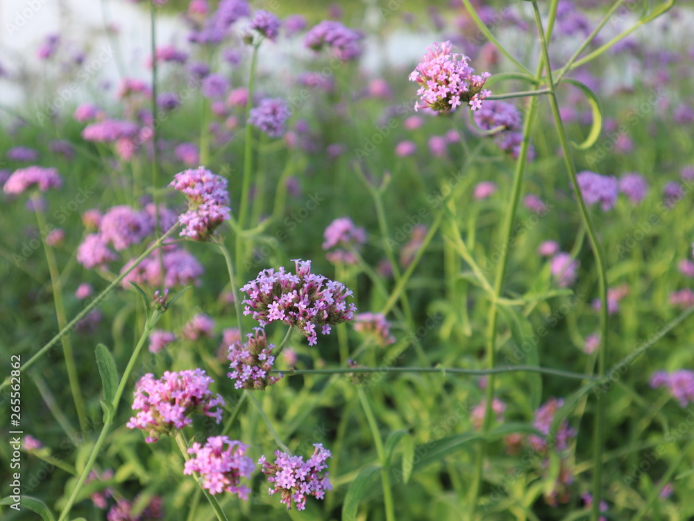 Beautiful purple flowers field selective focus blur background