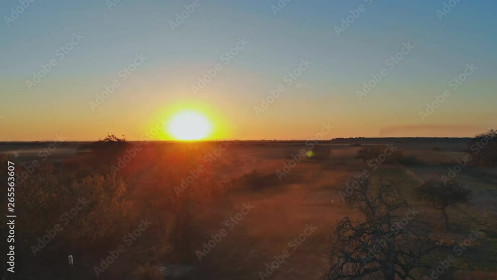 Beautiful nature with long trees and grass and shining sunset, forward motion view Beautiful nature with long trees and grass and shining sunset, forward motion view