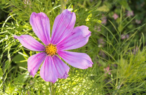 flower Cosmos bipinnatus