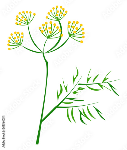 Portrait of the dill plant vector or color illustration