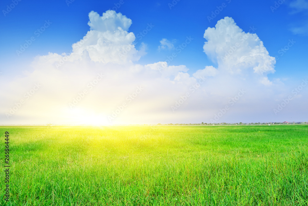 Green field And Blue Sky Background Green field And Blue Sky Background