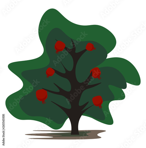 Cartoon pomegranate tree vector or color illustration