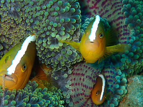 Closeup and macro shot of  Amphiprion perideraion also known as the pink skunk clownfish or pink anemonefishduring the leisure dive in Sabah, Borneo.    photo