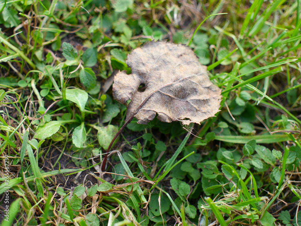 a brown dry leaf on the green ground a brown dry leaf on the green ground