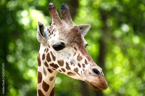 A head shot of a giraffe with a blurred background. © Joe