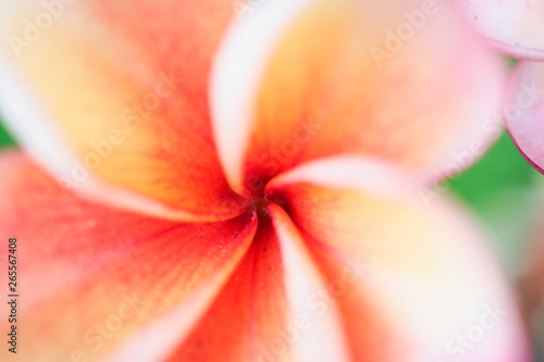 Close up of colorful Rangipani plumeria Spa Flowers background
