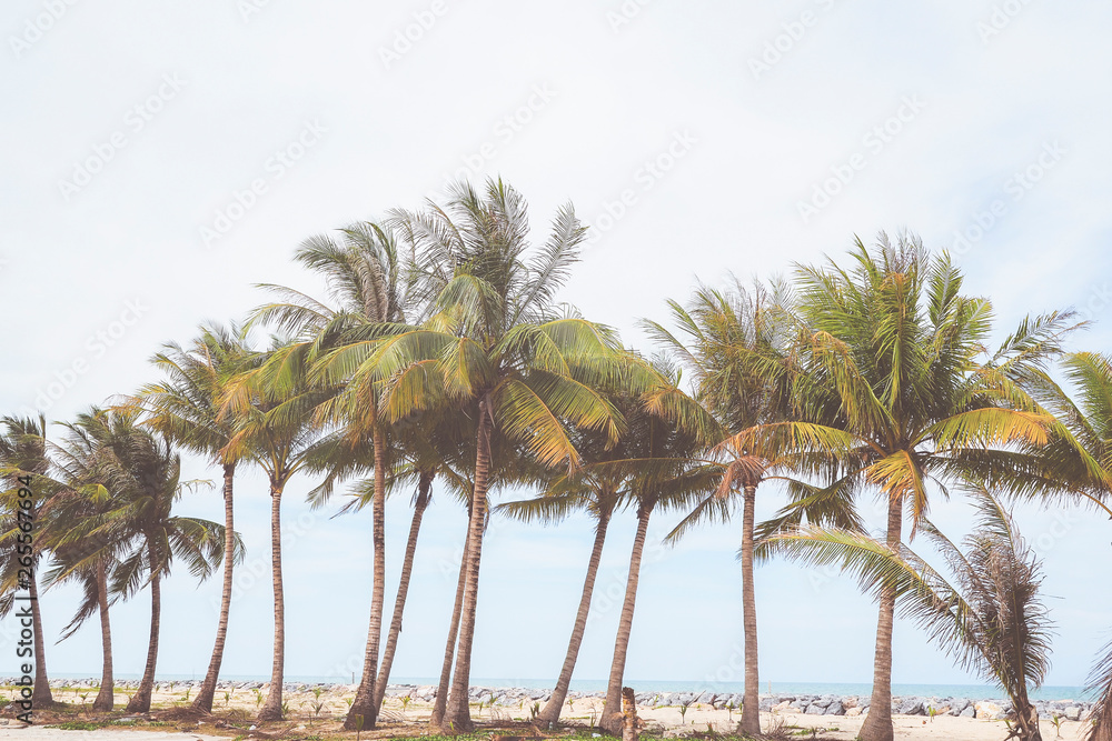 Coconut trees with sea view background ,summer or vacation concept