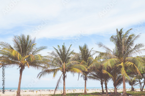 Coconut trees with sea view background ,summer or vacation concept © kittiyaporn1027