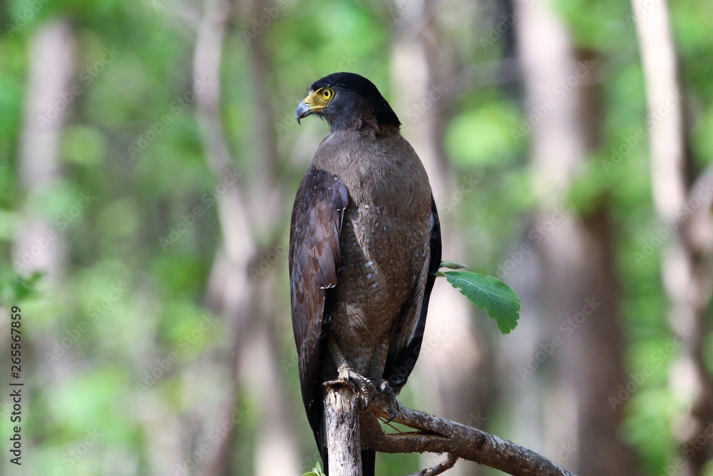 Serpent Eagle