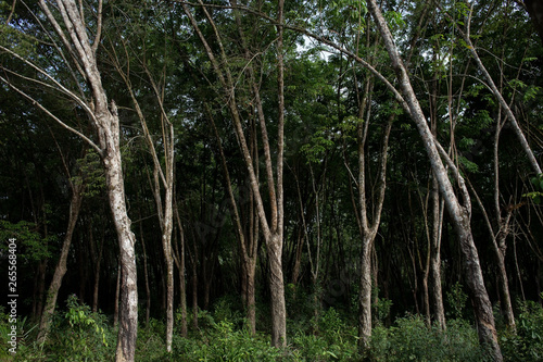 Rubber tree plantation in Thailand