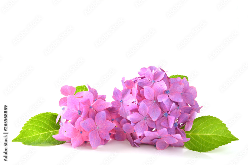 Hydrangea flowers on a white background Hydrangea flowers on a white background