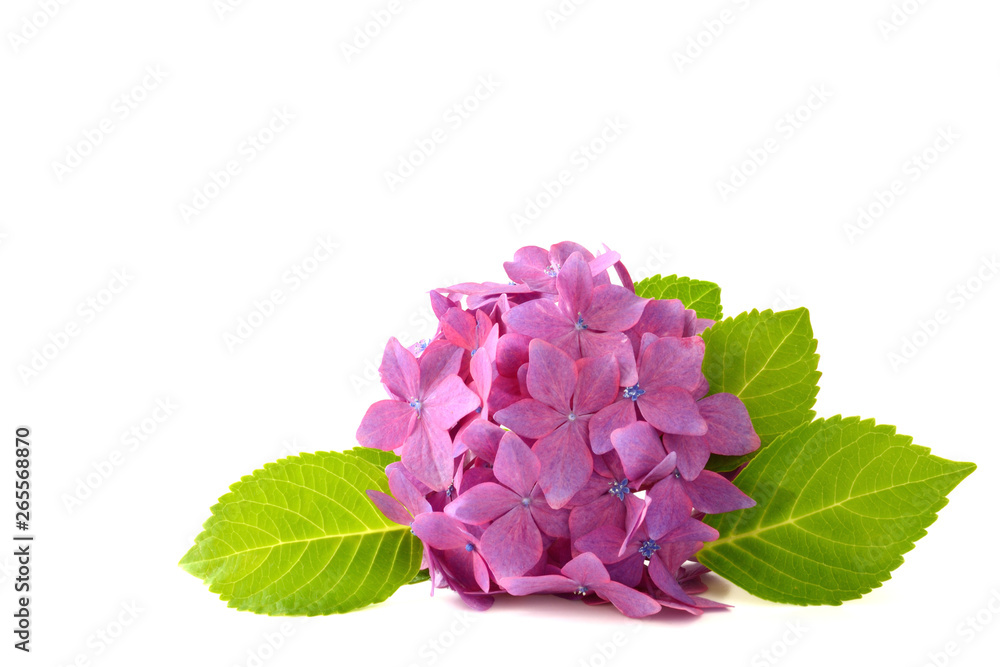 Hydrangea flowers on a white background Hydrangea flowers on a white background