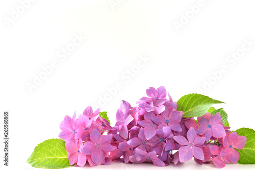 Hydrangea flowers on a white background 