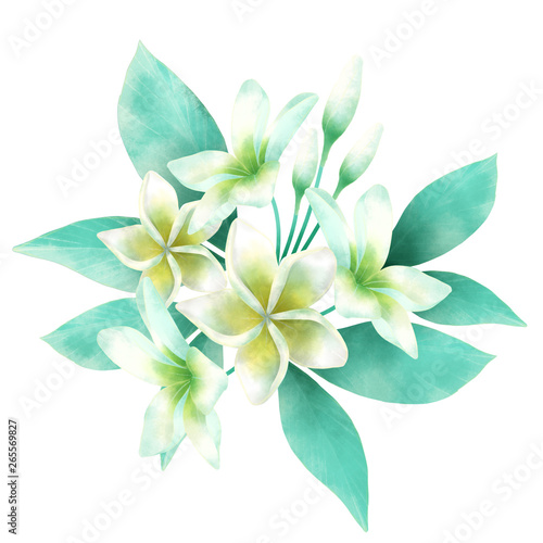 White Plumeria flower © Shayangkoon
