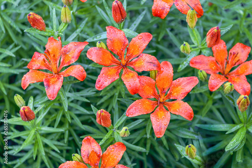 Many lilies orange day lilies after a rain. Water drops on flowers.