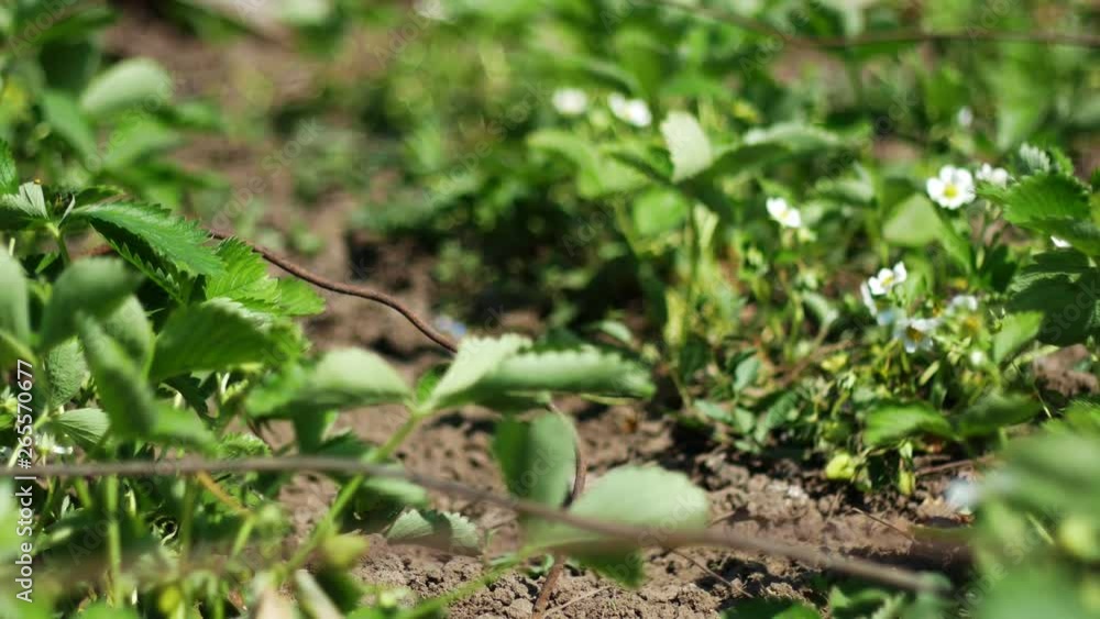 Blooming strawberries in the farm garden Blooming strawberries in the farm garden