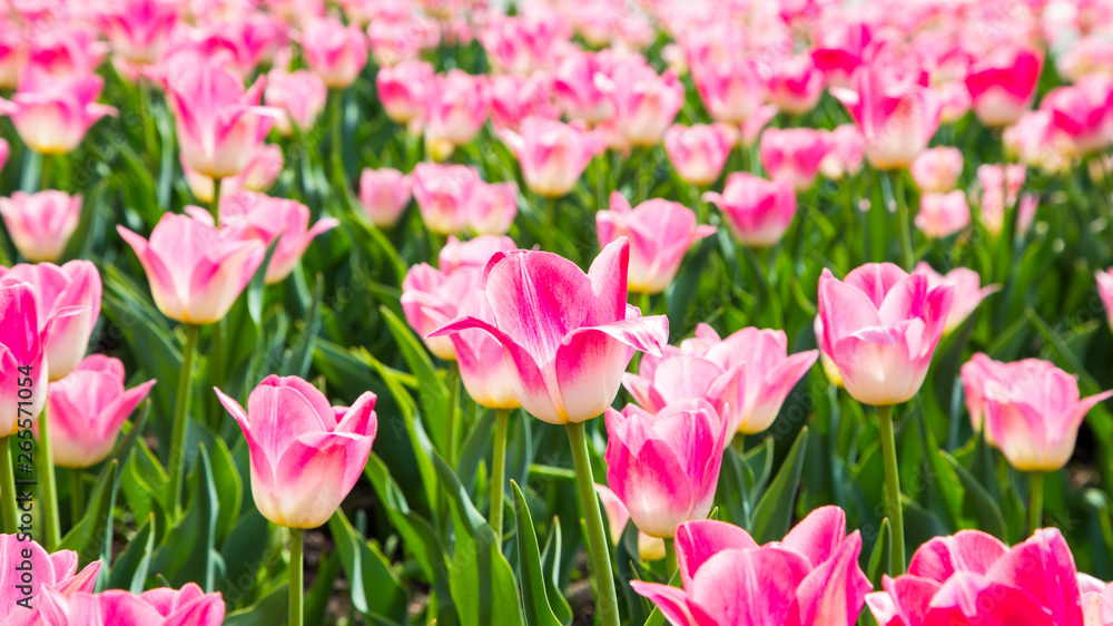 Blooming tulips. Beautiful spring and summer background. Place to insert text. Spring flowers.