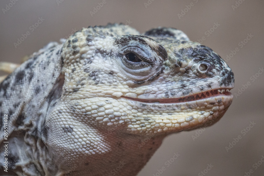 monitor lizard