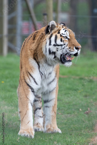 amur tiger