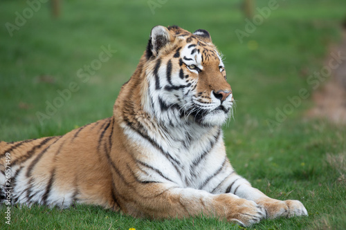 tiger