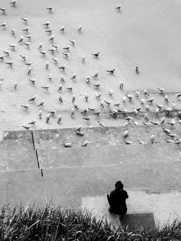 Obraz premium a photographer captures seagulls in a sea shore monochrome