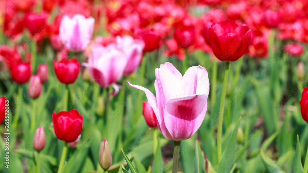 Blooming tulips. Beautiful spring and summer background. Place to insert text. Spring flowers. Blooming tulips. Beautiful spring and summer background. Place to insert text. Spring flowers.