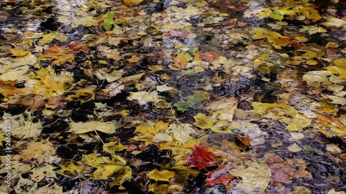 Wallpaper Mural Rain drops falling onto colored maple leaves in autumn puddles. Selective focus. Camera locked down. Nature season background, Fall concept. Torontodigital.ca