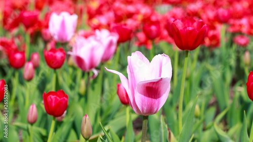 Blooming tulips. Beautiful spring and summer background. Place to insert text. Spring flowers.