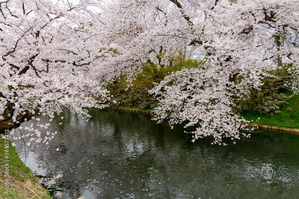 弘前城と桜 弘前城と桜