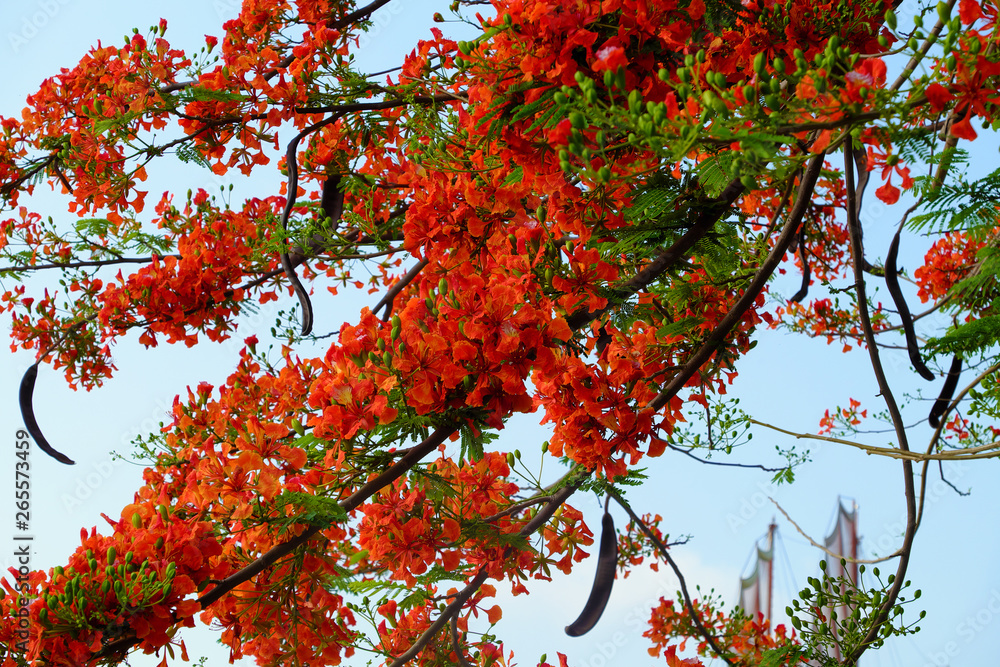 Flamboyant tree or phoenix flower, bloom bright red flowers in summer
