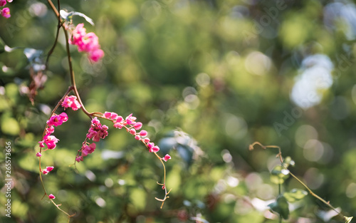 Pink small flowers in green nature garden with green bokeh for wallpaper or background. Flowers of Antigonon leptopus, commonly known as Mexican creeper, coral vine, Coralita, bee bush  photo