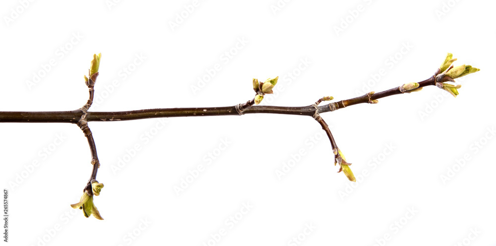 Maple tree branch with buds and young leaves on an isolated white background Maple tree branch with buds and young leaves on an isolated white background