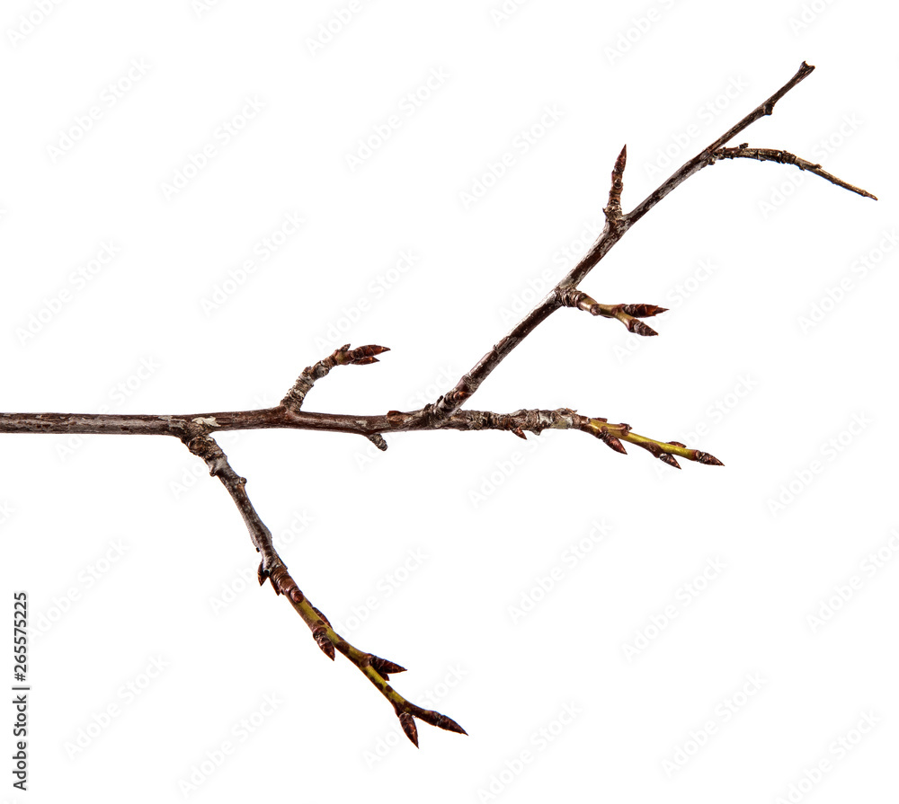 Branch of plum fruit tree with bud on isolated white background Branch of plum fruit tree with bud on isolated white background