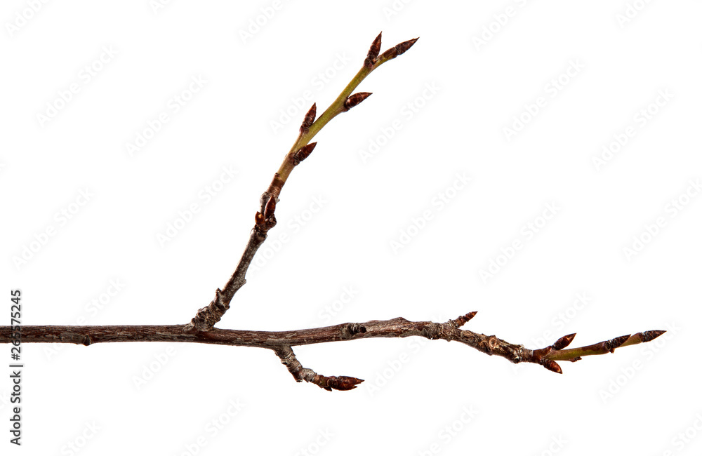 Branch of fruit tree with bud on isolated white background Branch of fruit tree with bud on isolated white background