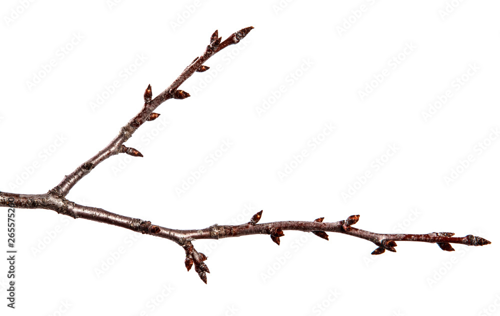 Branch of fruit tree with bud on isolated white background Branch of fruit tree with bud on isolated white background