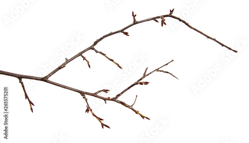 Branch of plum fruit tree with bud on isolated white background