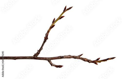 Branch of fruit tree with bud on isolated white background