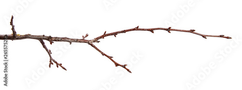 Branch of fruit tree with bud on isolated white background