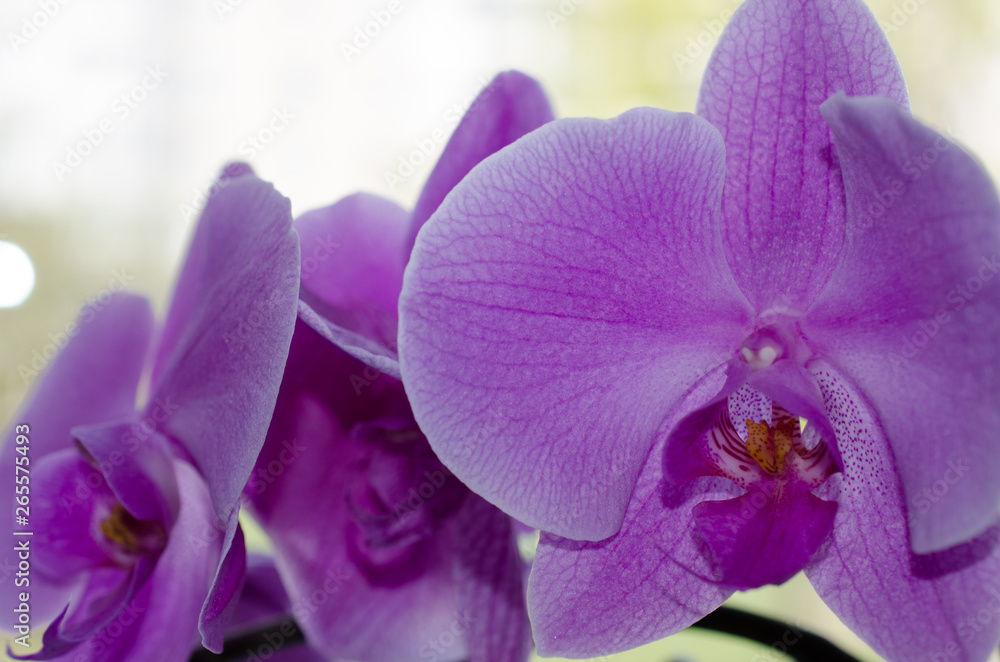 Summer blossom beautiful purple floral background.