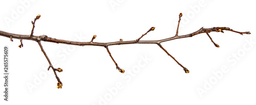 Pear tree branch with swollen buds on an isolated white background