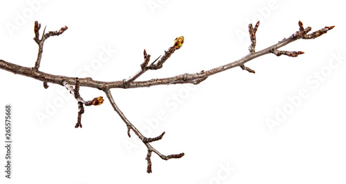 Pear tree branch with swollen buds on an isolated white background