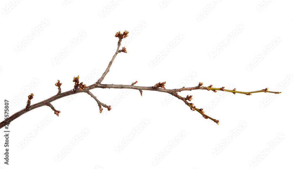 Branch of the fruit tree cherry plum and with swollen buds on an isolated white background Branch of the fruit tree cherry plum and with swollen buds on an isolated white background