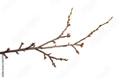 Branch of the fruit tree cherry plum and with swollen buds on an isolated white background