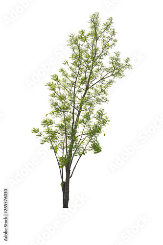 Isolated Bright green tree on a white background with clipping path.