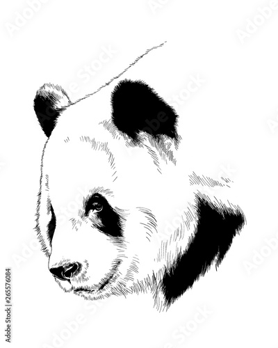 the Panda bear on a tree painted by hand on a sketch of the liner