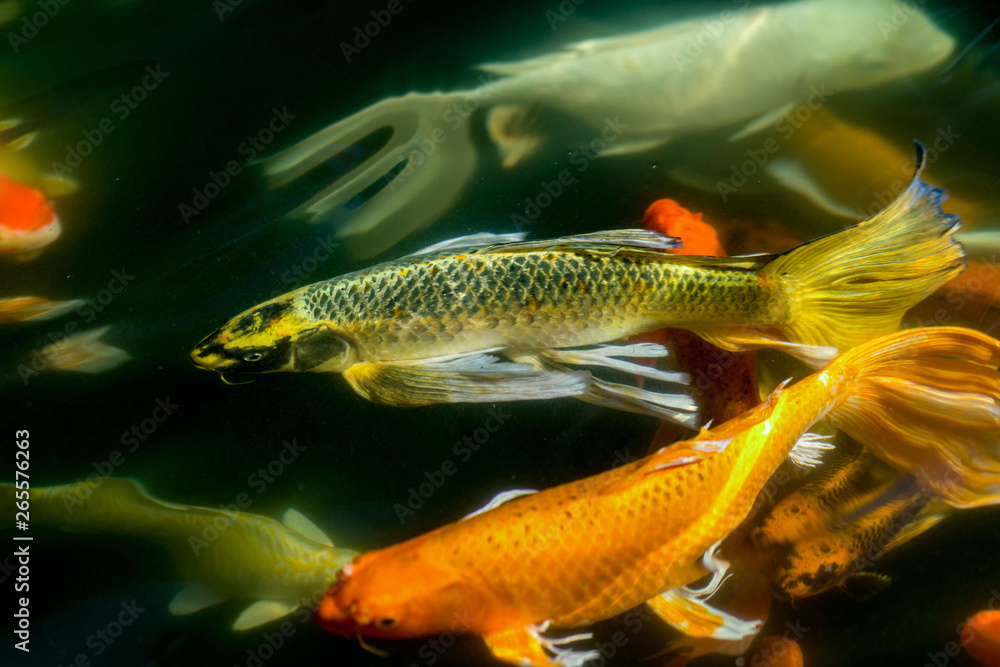 Fancy carp swimming in a pond. Fancy Carps Fish or Koi Swim in Pond, Movement of Swimming and Space. Fancy carp swimming in a pond. Fancy Carps Fish or Koi Swim in Pond, Movement of Swimming and Space.