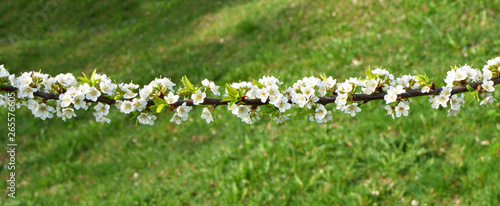 Branch of plum tree with white blooming flowers on blurred green grass background with copy space in spring garden  selective focus.