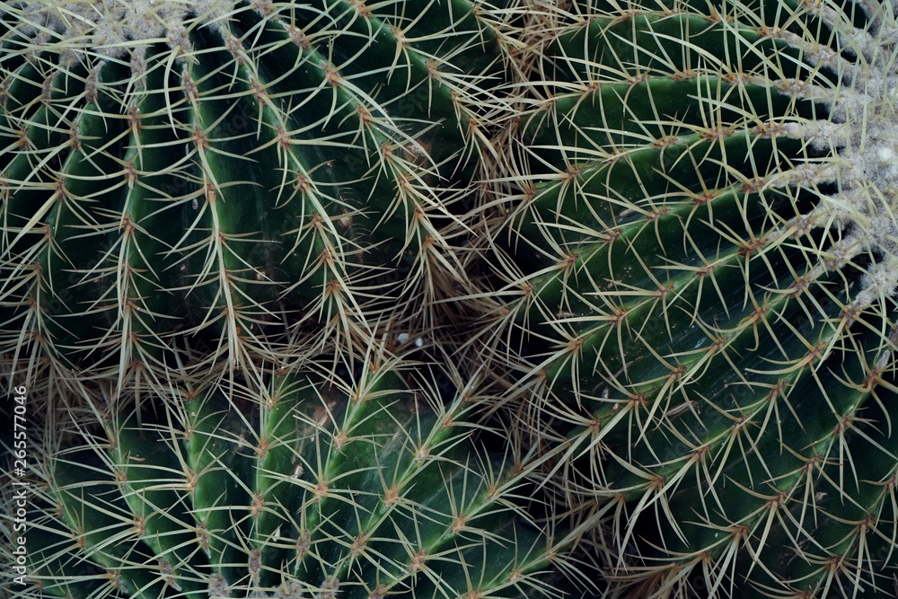 Green cactus plant, natural texture background concept Green cactus plant, natural texture background concept