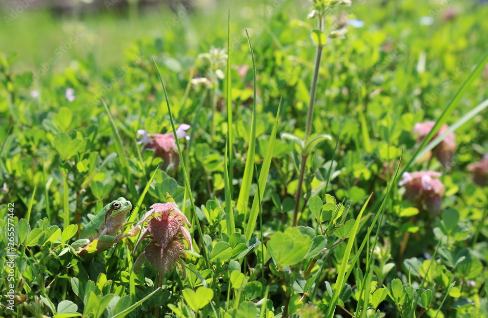 Obraz premium 草むらの中に咲くヒメオドリコソウとアマガエル