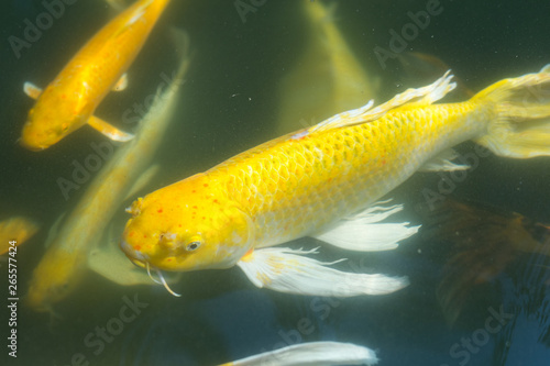 Fancy carp swimming in a pond. Fancy Carps Fish or Koi Swim in Pond  Movement of Swimming and Space.